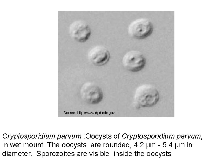Source: http: //www. dpd. cdc. gov Cryptosporidium parvum : Oocysts of Cryptosporidium parvum, in