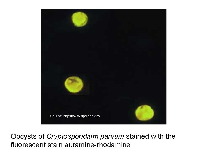 Source: http: //www. dpd. cdc. gov Oocysts of Cryptosporidium parvum stained with the fluorescent