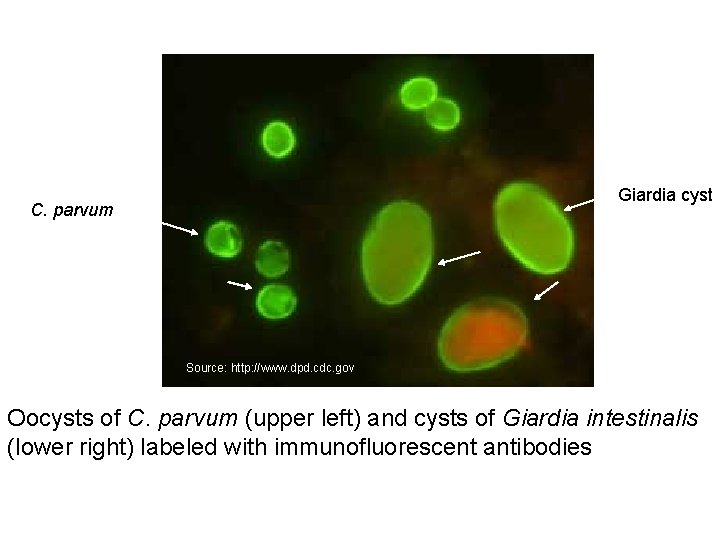 Giardia cyst C. parvum Source: http: //www. dpd. cdc. gov Oocysts of C. parvum