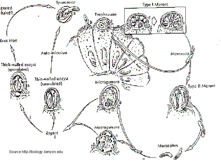 Source: http: //biology. kenyon. edu 