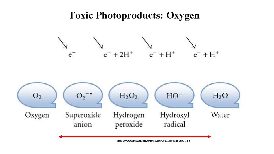 Toxic Photoproducts: Oxygen https: //www. hindawi. com/journals/nrp/2011/260482. fig. 001. jpg 