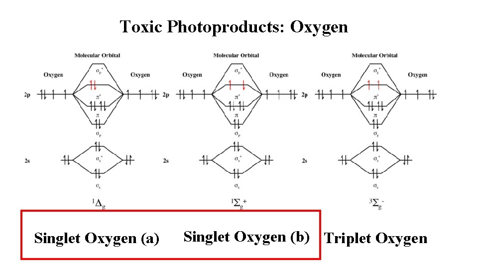 Toxic Photoproducts: Oxygen Singlet Oxygen (a) Singlet Oxygen (b) Triplet Oxygen 