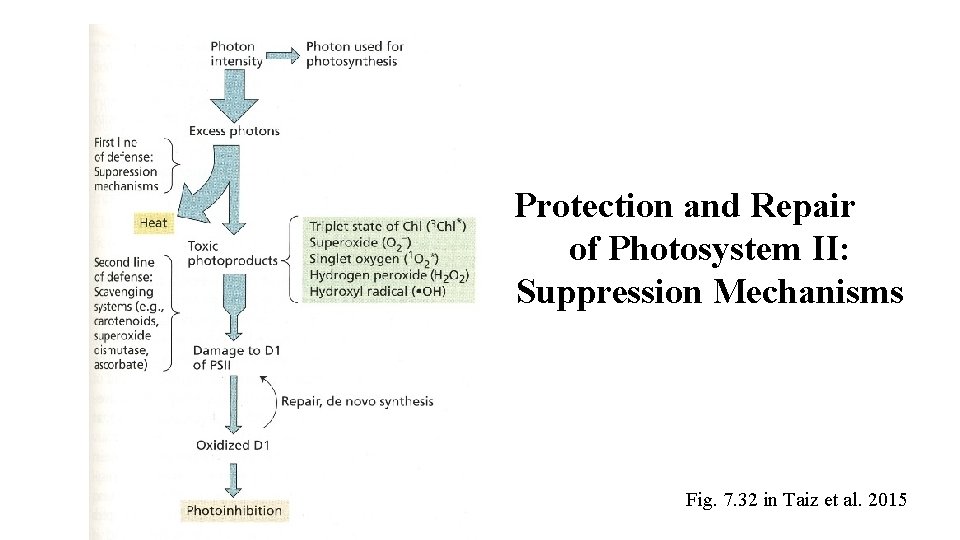 Protection and Repair of Photosystem II: Suppression Mechanisms Fig. 7. 32 in Taiz et