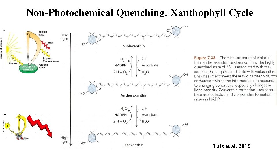 Non-Photochemical Quenching: Xanthophyll Cycle Taiz et al. 2015 