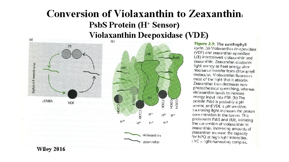 Conversion of Violaxanthin to Zeaxanthin: Psb. S Protein (H+ Sensor) Violaxanthin Deepoxidase (VDE) Wiley