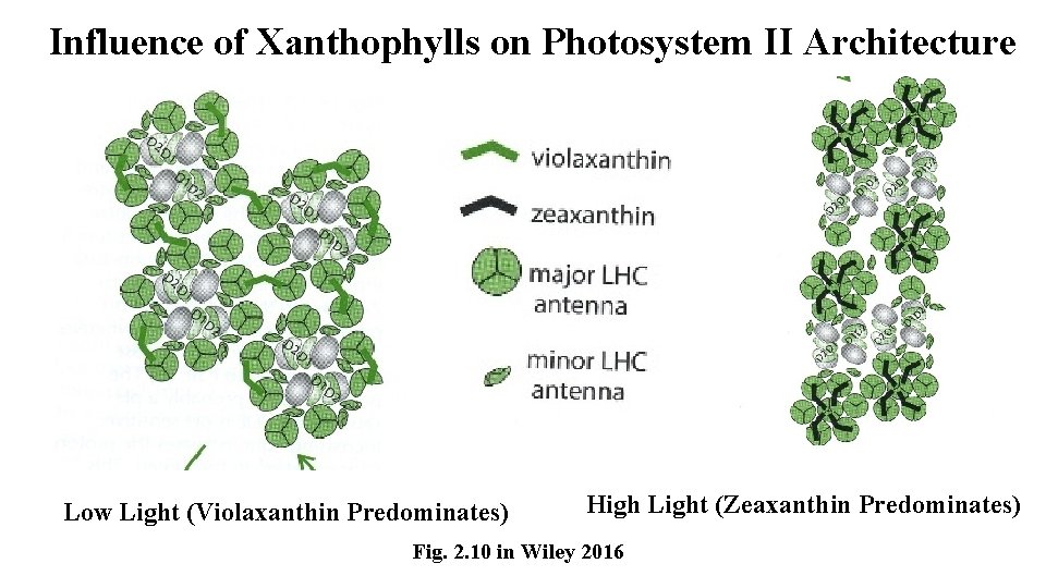 Influence of Xanthophylls on Photosystem II Architecture Low Light (Violaxanthin Predominates) High Light (Zeaxanthin