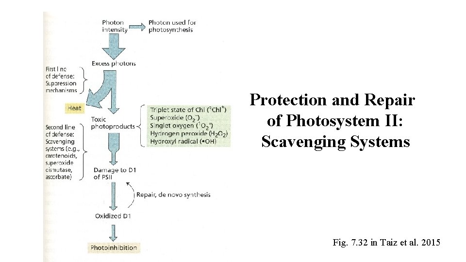 Protection and Repair of Photosystem II: Scavenging Systems Fig. 7. 32 in Taiz et