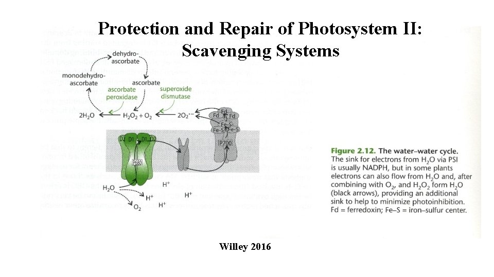 Protection and Repair of Photosystem II: Scavenging Systems Willey 2016 
