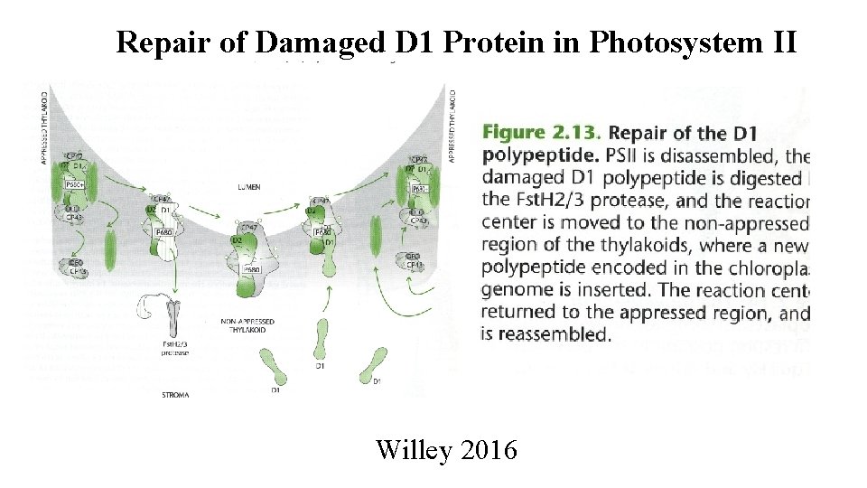 Repair of Damaged D 1 Protein in Photosystem II Willey 2016 