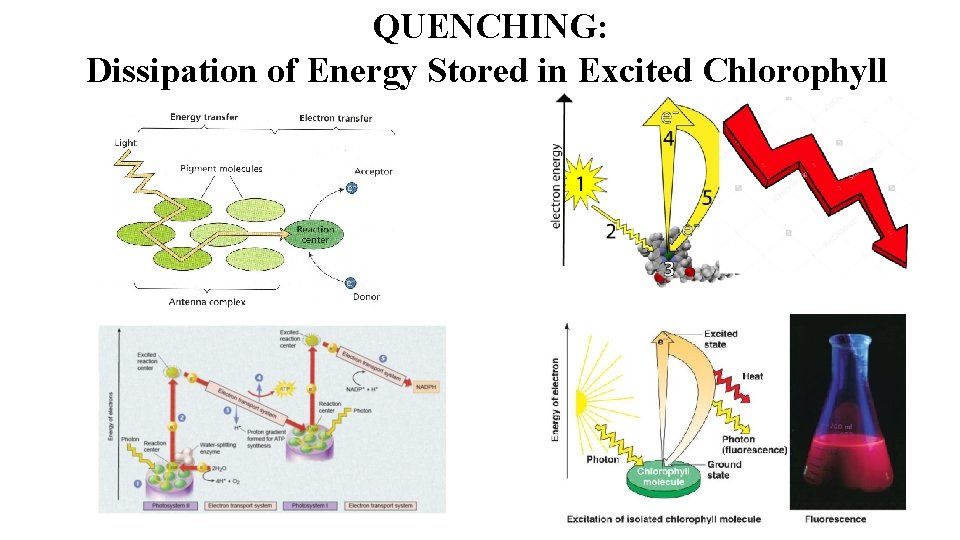 QUENCHING: Dissipation of Energy Stored in Excited Chlorophyll 