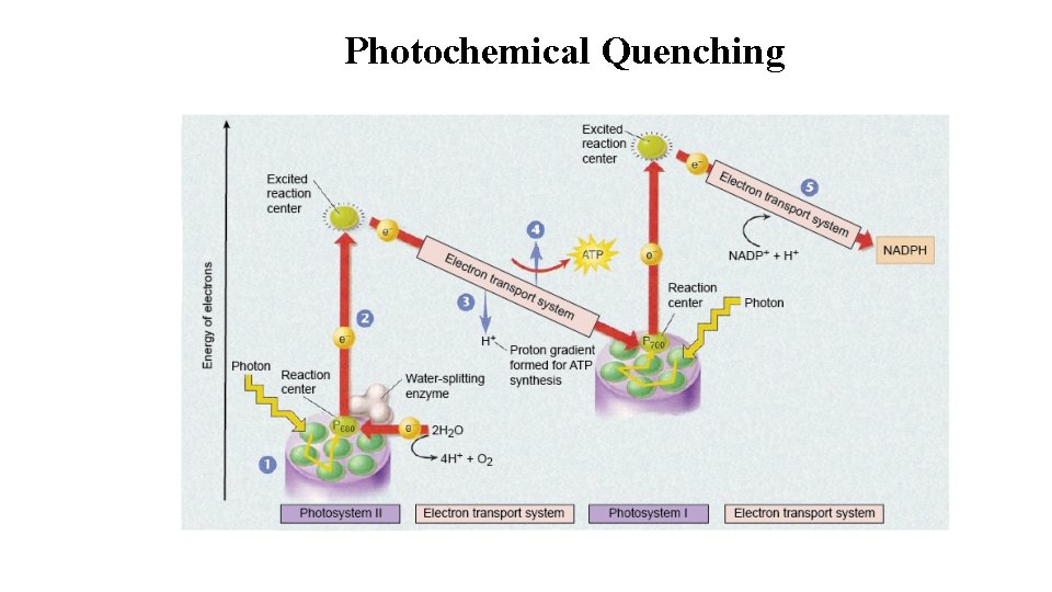 Photochemical Quenching 