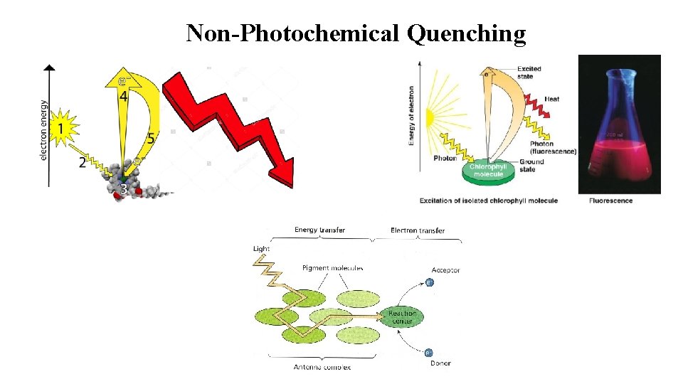 Non-Photochemical Quenching 