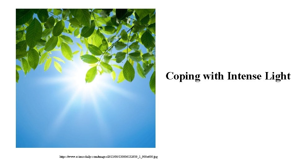 Coping with Intense Light https: //www. sciencedaily. com/images/2013/08/130806132939_1_900 x 600. jpg 