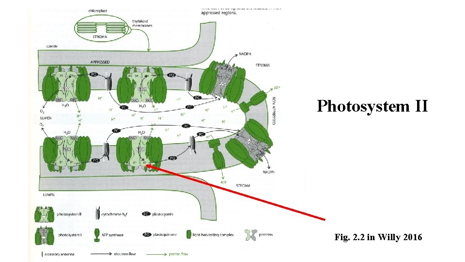 Photosystem II Fig. 2. 2 in Willy 2016 