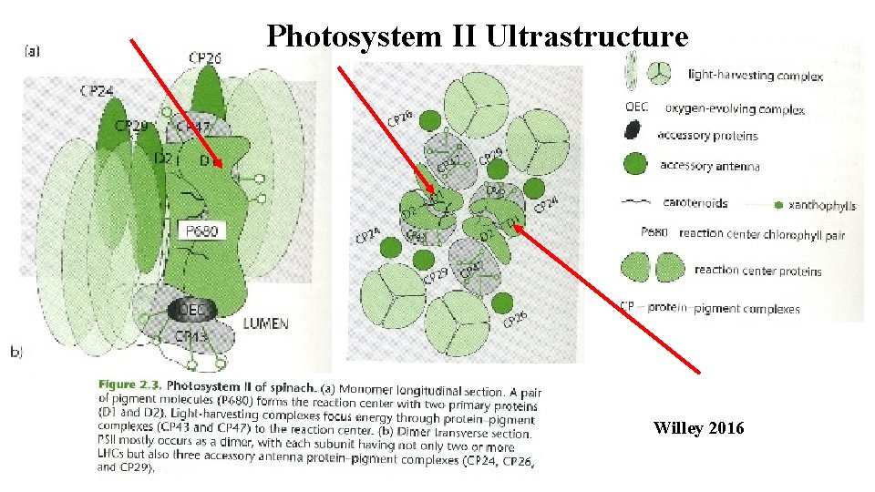Photosystem II Ultrastructure Willey 2016 