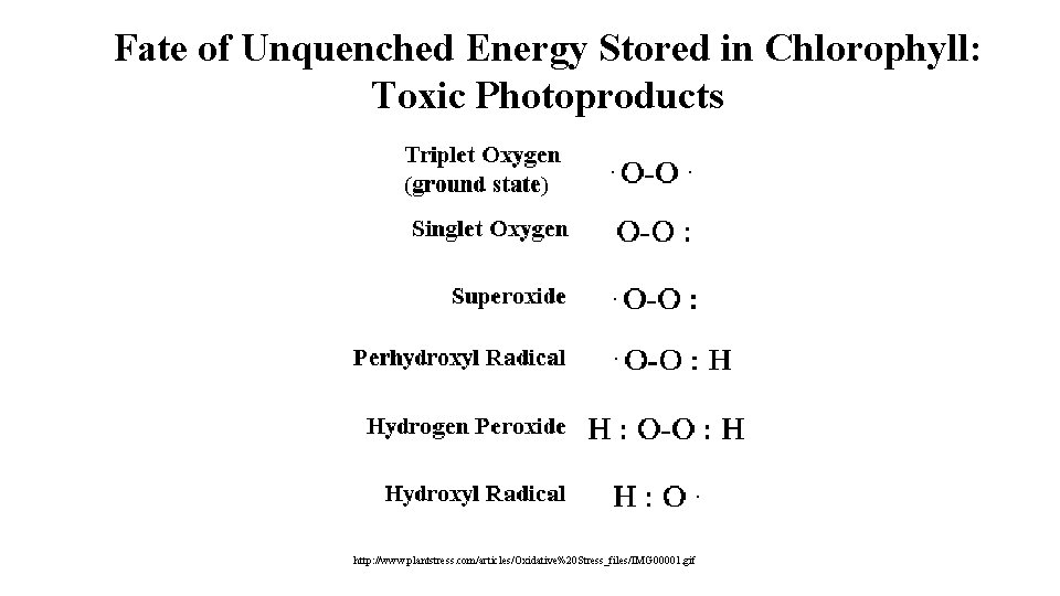 Fate of Unquenched Energy Stored in Chlorophyll: Toxic Photoproducts http: //www. plantstress. com/articles/Oxidative%20 Stress_files/IMG