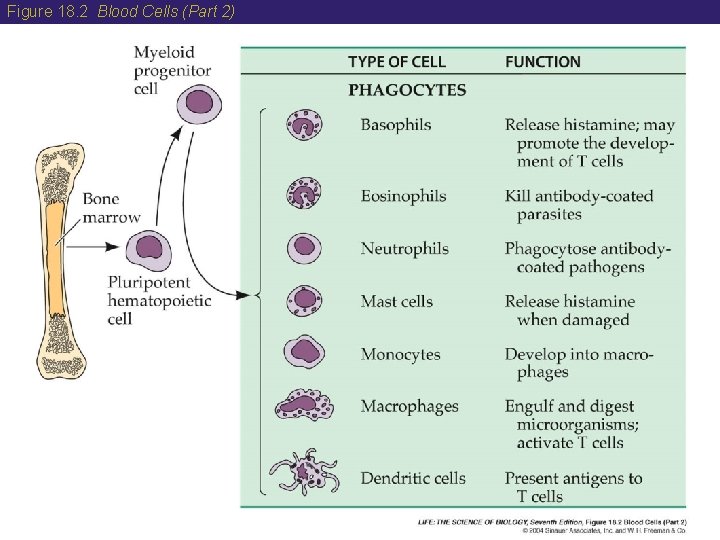 Figure 18. 2 Blood Cells (Part 2) 