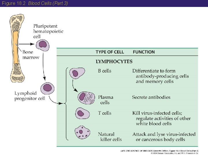 Figure 18. 2 Blood Cells (Part 3) 