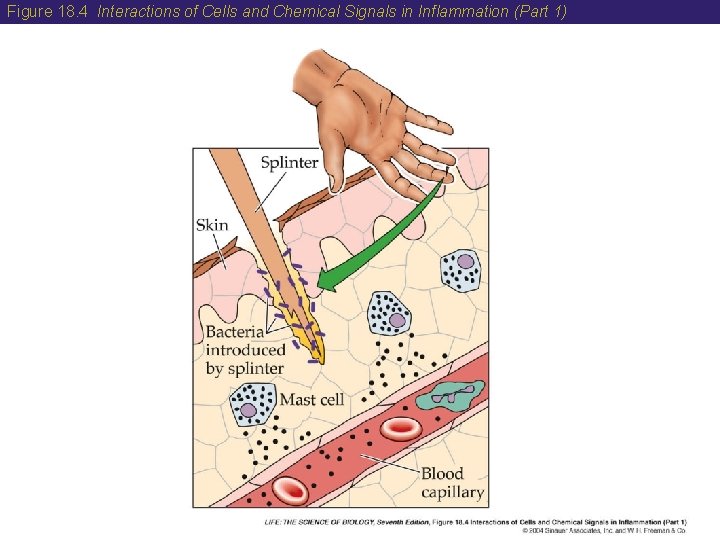 Figure 18. 4 Interactions of Cells and Chemical Signals in Inflammation (Part 1) 