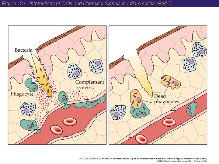Figure 18. 4 Interactions of Cells and Chemical Signals in Inflammation (Part 2) 
