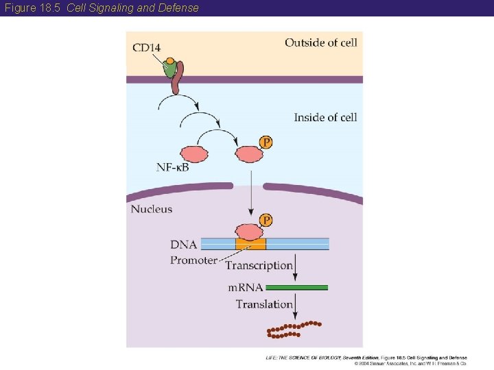 Figure 18. 5 Cell Signaling and Defense 