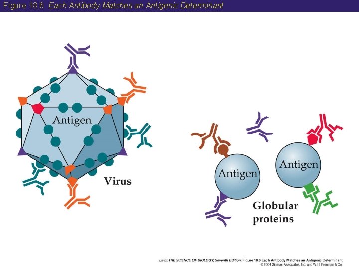 Figure 18. 6 Each Antibody Matches an Antigenic Determinant 