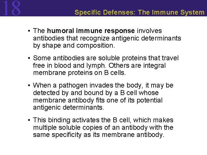 18 Specific Defenses: The Immune System • The humoral immune response involves antibodies that