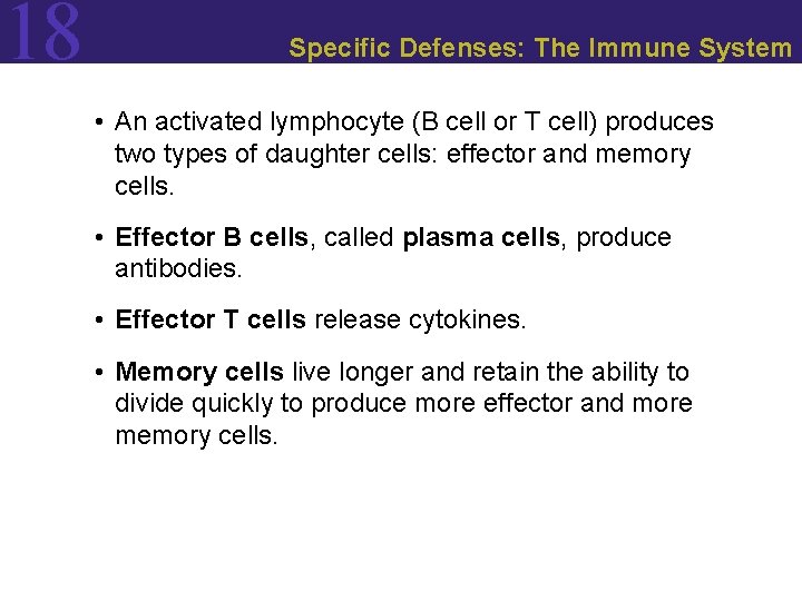 18 Specific Defenses: The Immune System • An activated lymphocyte (B cell or T
