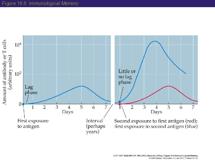 Figure 18. 8 Immunological Memory 