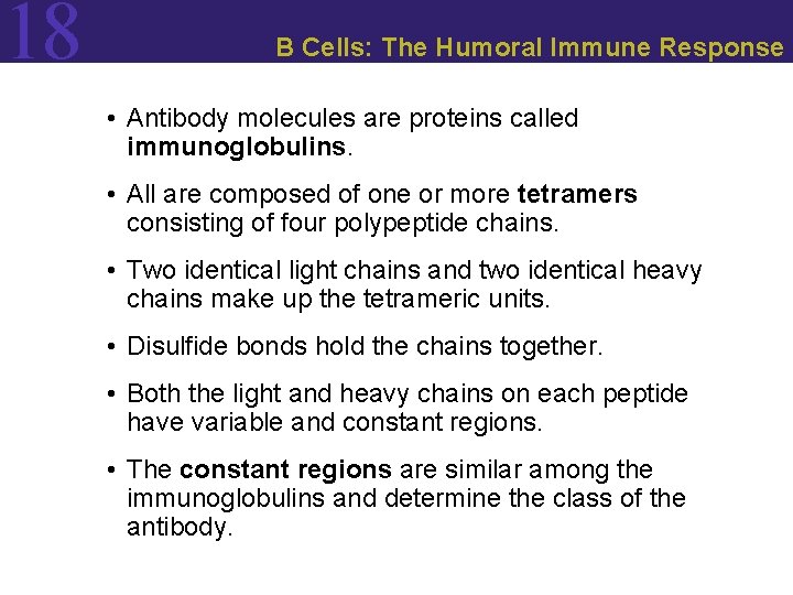 18 B Cells: The Humoral Immune Response • Antibody molecules are proteins called immunoglobulins.
