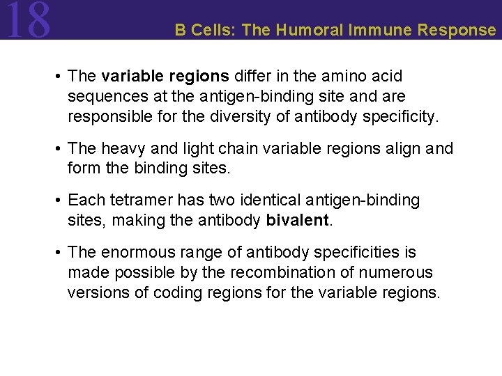 18 B Cells: The Humoral Immune Response • The variable regions differ in the