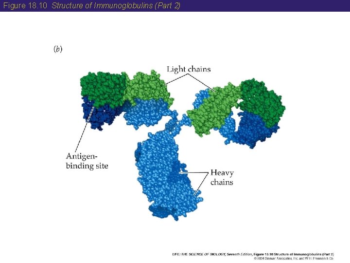 Figure 18. 10 Structure of Immunoglobulins (Part 2) 