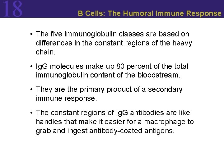 18 B Cells: The Humoral Immune Response • The five immunoglobulin classes are based