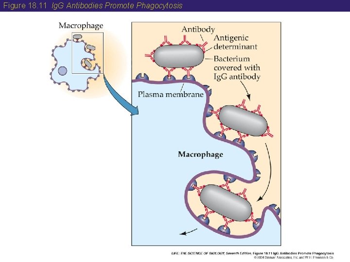 Figure 18. 11 Ig. G Antibodies Promote Phagocytosis 