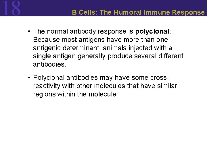 18 B Cells: The Humoral Immune Response • The normal antibody response is polyclonal: