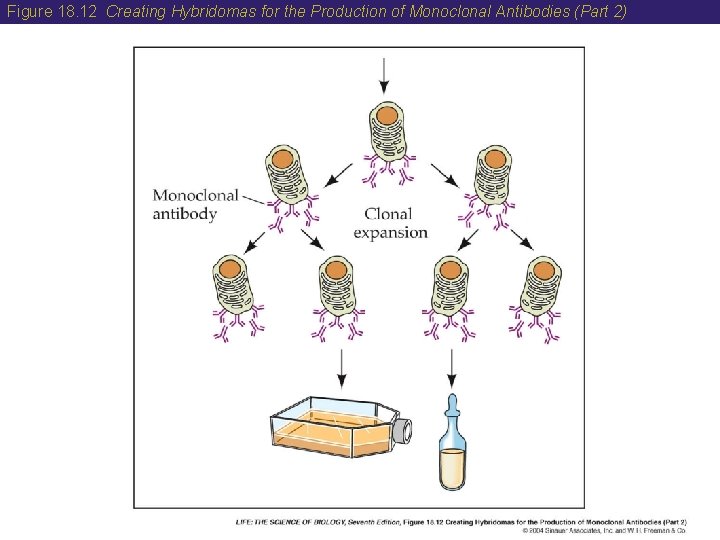 Figure 18. 12 Creating Hybridomas for the Production of Monoclonal Antibodies (Part 2) 