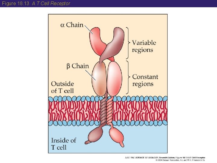 Figure 18. 13 A T Cell Receptor 