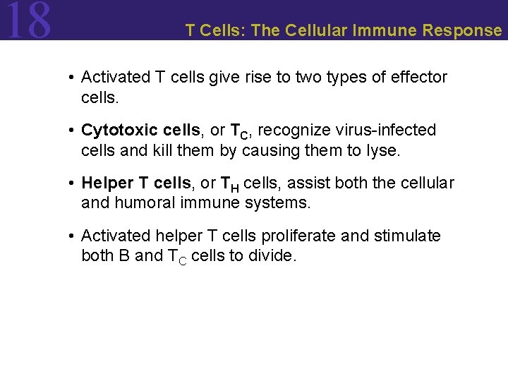 18 T Cells: The Cellular Immune Response • Activated T cells give rise to