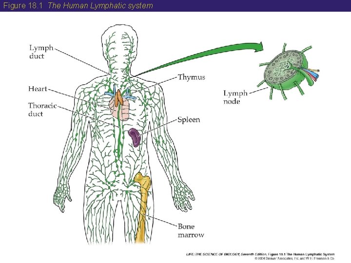 Figure 18. 1 The Human Lymphatic system 