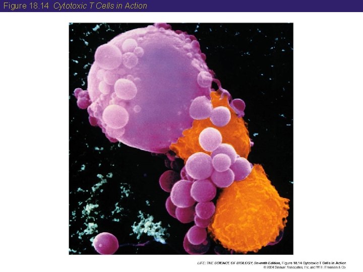 Figure 18. 14 Cytotoxic T Cells in Action 