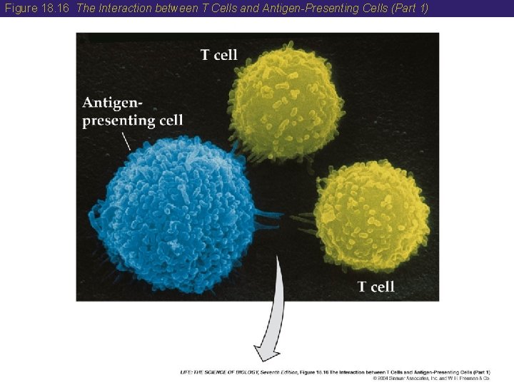 Figure 18. 16 The Interaction between T Cells and Antigen-Presenting Cells (Part 1) 