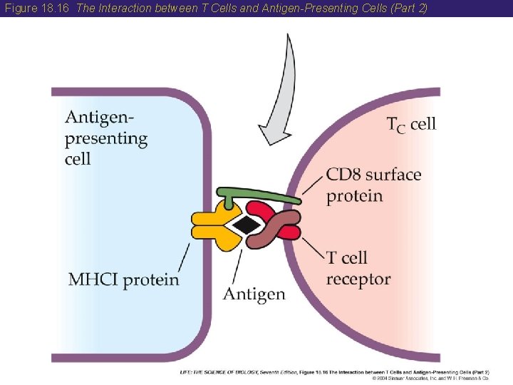 Figure 18. 16 The Interaction between T Cells and Antigen-Presenting Cells (Part 2) 