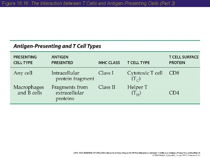 Figure 18. 16 The Interaction between T Cells and Antigen-Presenting Cells (Part 3) 