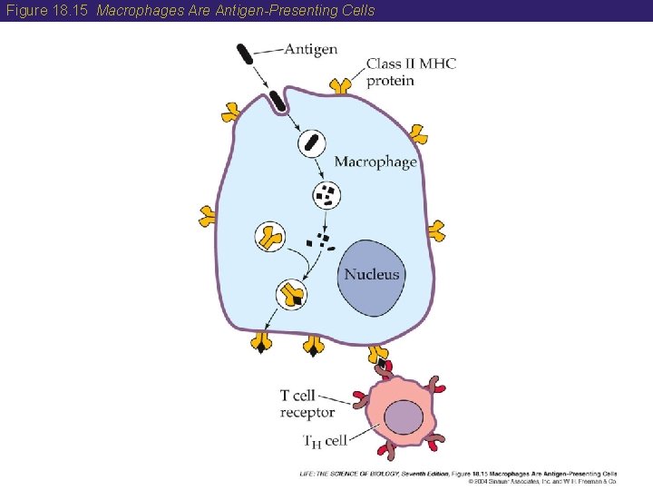 Figure 18. 15 Macrophages Are Antigen-Presenting Cells 