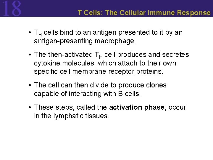 18 T Cells: The Cellular Immune Response • TH cells bind to an antigen