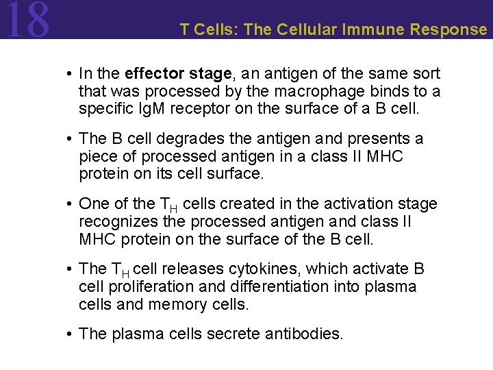 18 T Cells: The Cellular Immune Response • In the effector stage, an antigen