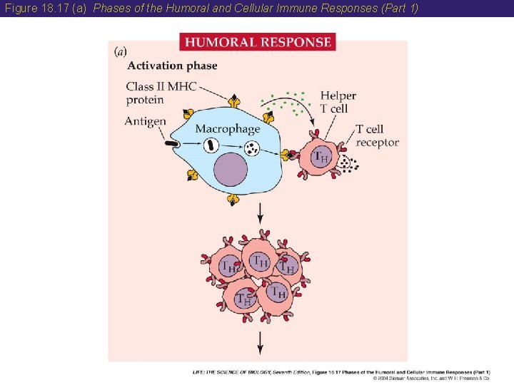 Figure 18. 17 (a) Phases of the Humoral and Cellular Immune Responses (Part 1)
