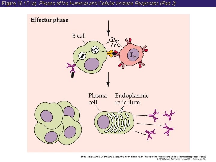 Figure 18. 17 (a) Phases of the Humoral and Cellular Immune Responses (Part 2)