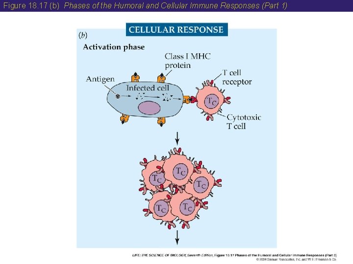 Figure 18. 17 (b) Phases of the Humoral and Cellular Immune Responses (Part 1)