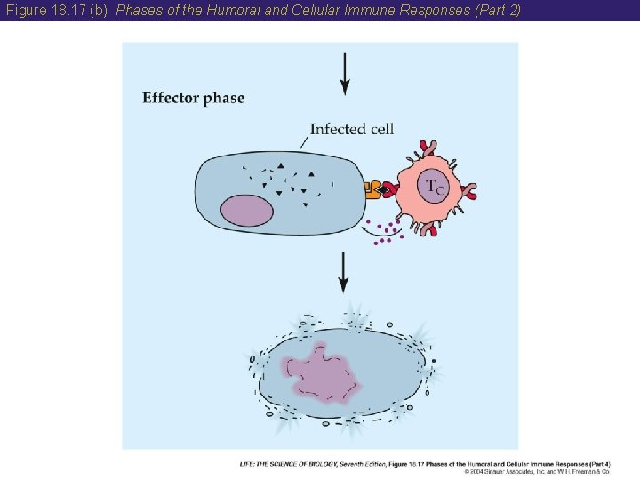 Figure 18. 17 (b) Phases of the Humoral and Cellular Immune Responses (Part 2)